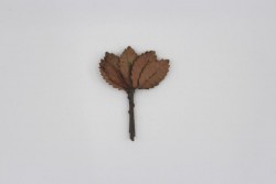 Листья со стеблем "Коричневые", размер 2,5х1 см, 10 шт