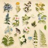 Set of die-cuts Fabrika Decoru collection "Botany summer" 58 pcs, 250 gr/m2